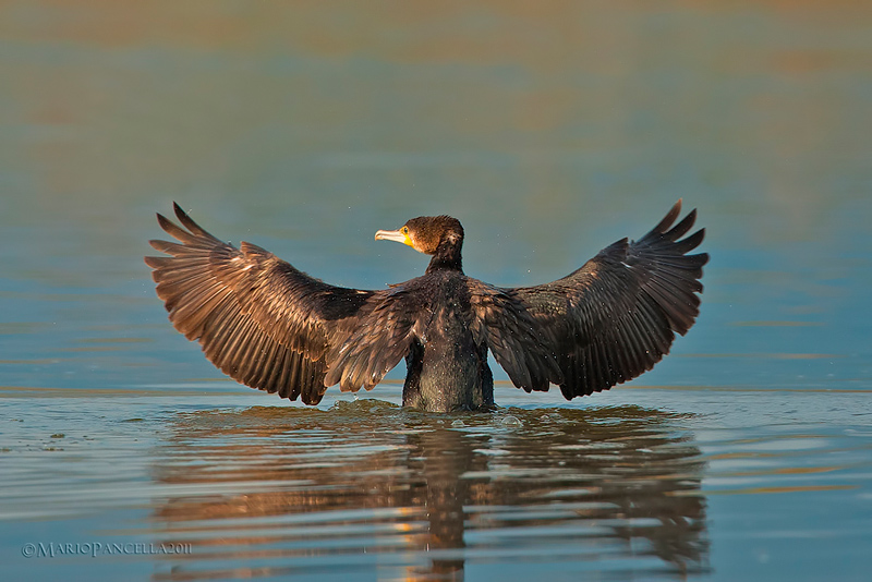 CORMORANO